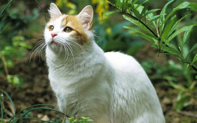 White and ginger turkish van sitting among leafy garden plants