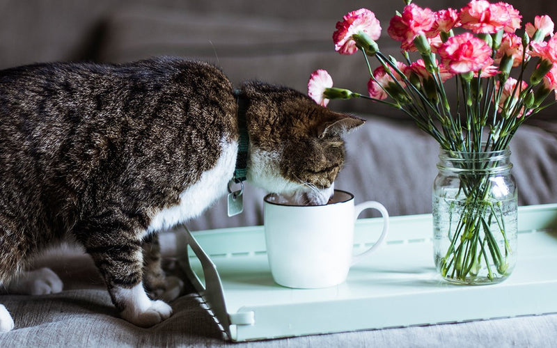 Tabby cat lying on a bed beside a tray of pink flowers and a mug