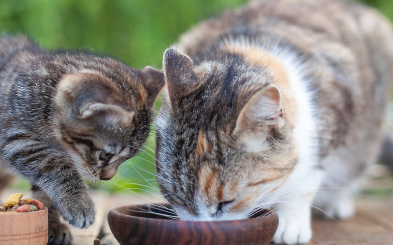 Two cats eating side by side from bowls out on garden decking