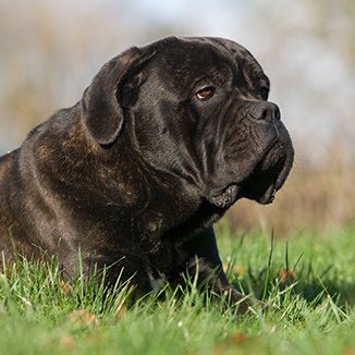 Cane Corso: a origem da raça